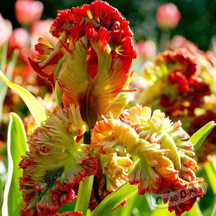 Тюльпан попугайный Экзотик Паррот