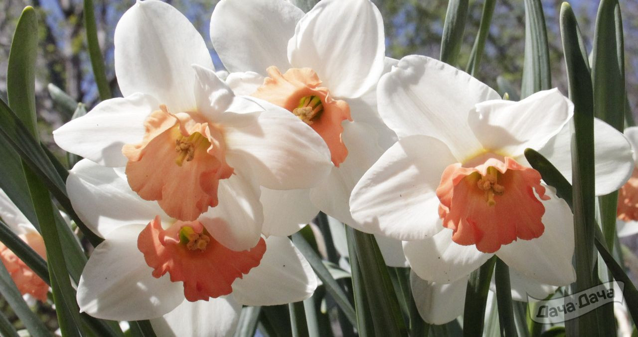 Нарцисс Кул Фламе