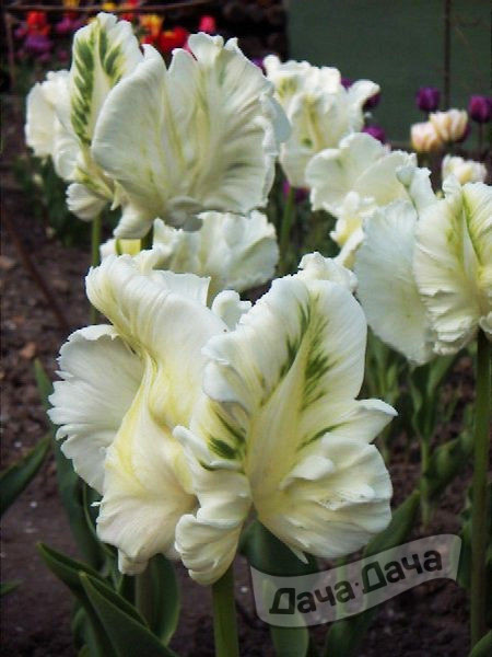 Тюльпан попугайный Супер Паррот