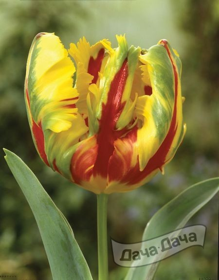 Тюльпан попугайный Техас Флайм 