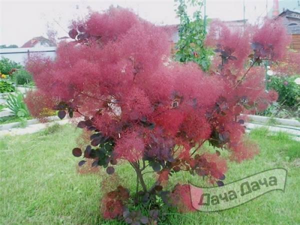 Скумпия -  создай уникальный декор