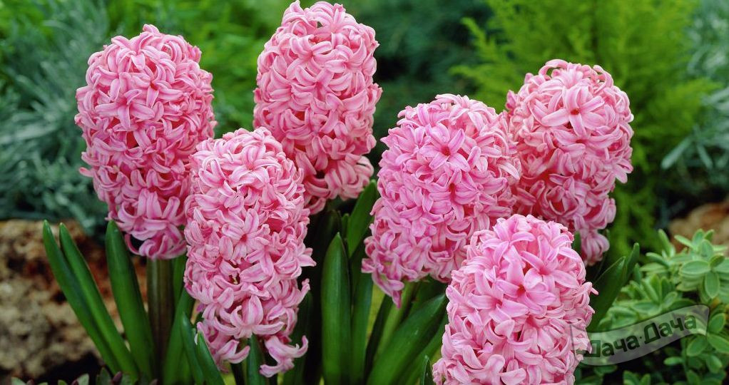 Гиацинт Анна Мария