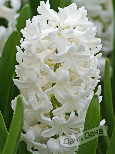 Гиацинт Антарктика