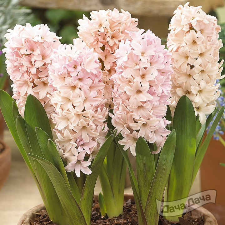 Гиацинт Априкот Пассион