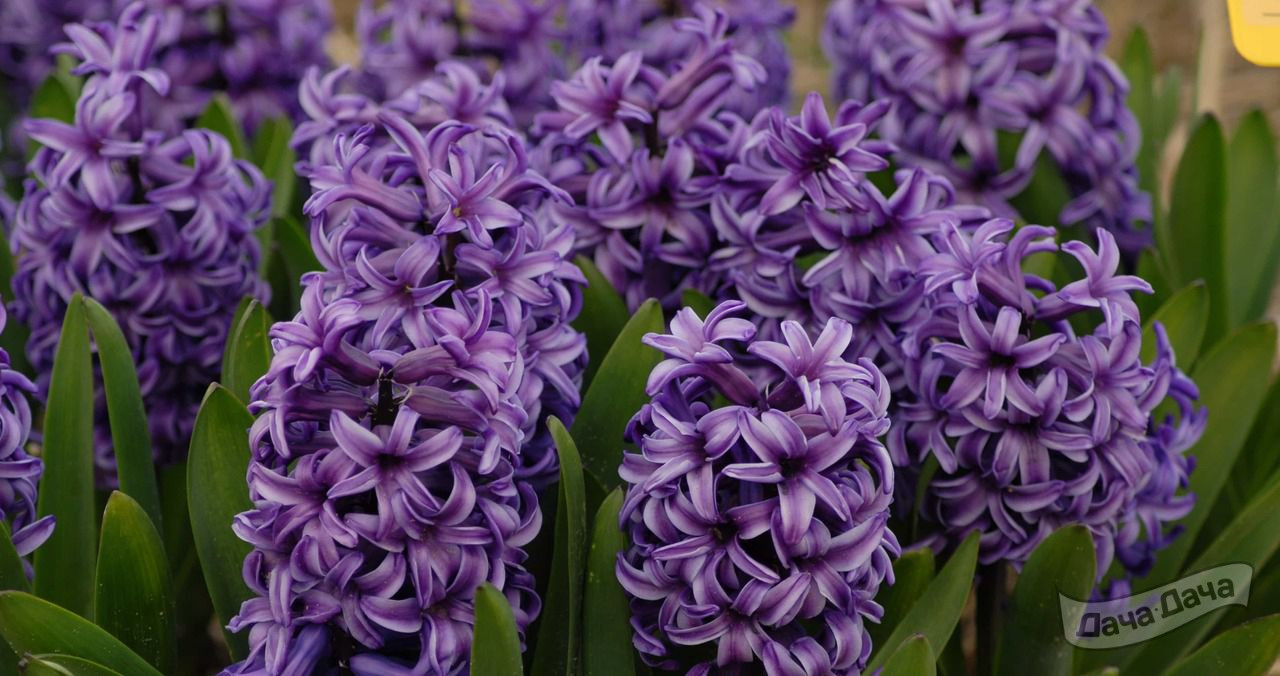 Гиацинт Атлантик