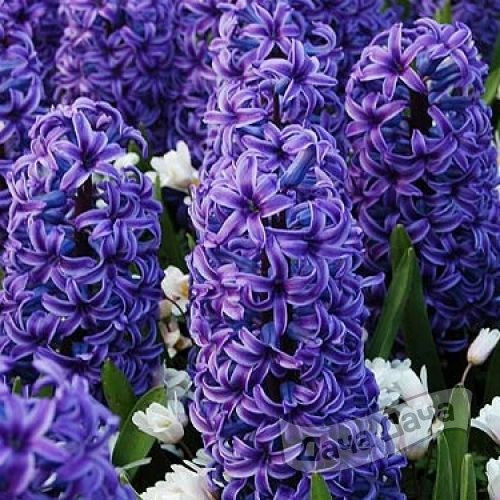 Гиацинт Блю Жакет