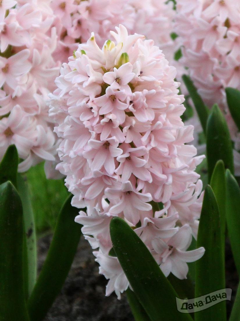 Гиацинт Чина Пинк (Hyacinthus China Pink) - описание сорта, фото, саженцы,  посадка, особенности ухода. Дачная энциклопедия.