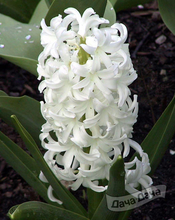 Гиацинт Айолос