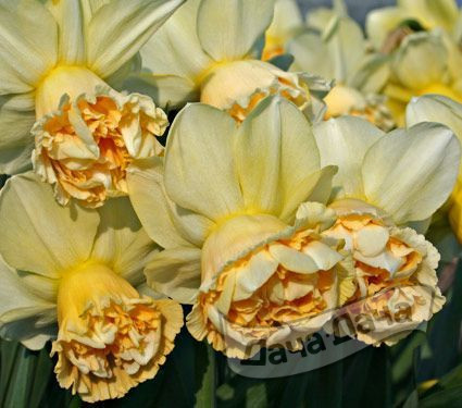 Нарцисс Арт Дизайн (Narcissus Art Design) - описание сорта, фото ...