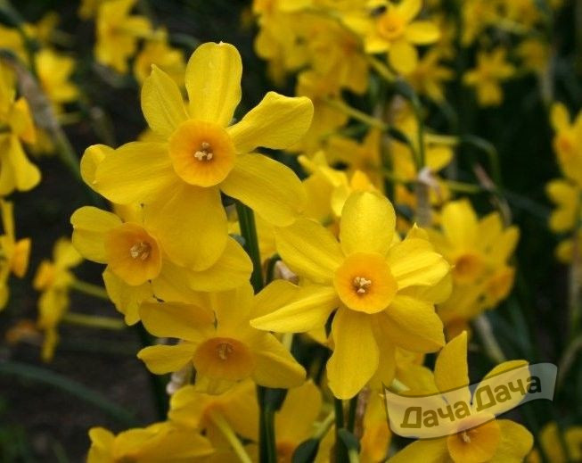 Нарцисс Бэби Мун