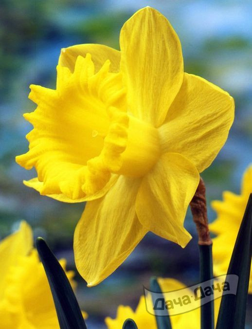 Нарцисс Дач Мастер