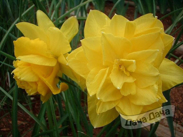 Нарцисс Голден Дукат