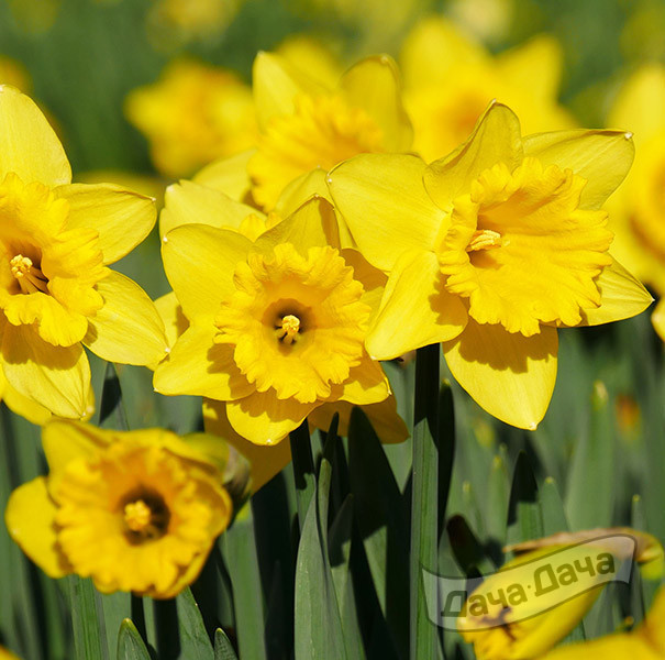 Нарцисс Калифорния