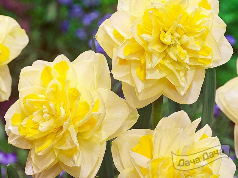 Нарцисс Свит Помпонетте