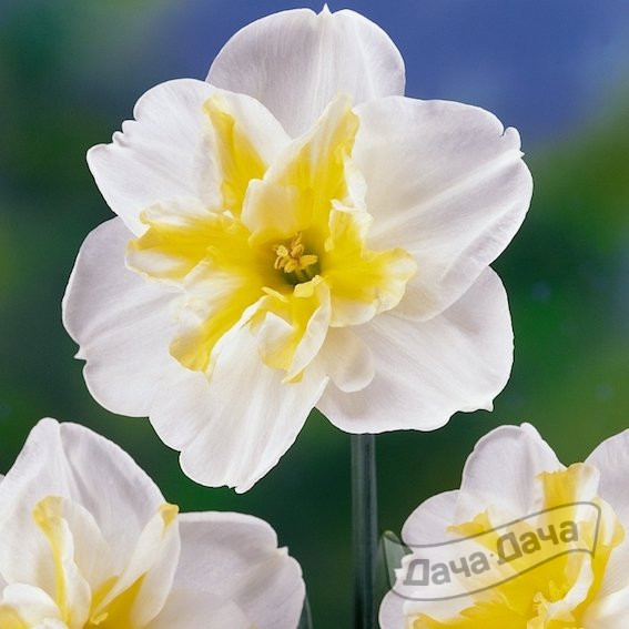 Нарцисс Лемон Бьюти