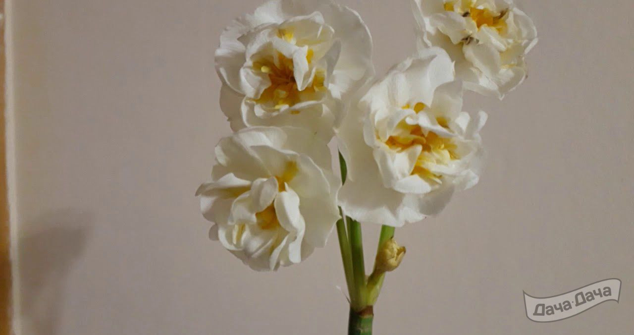 Нарцисс Абба