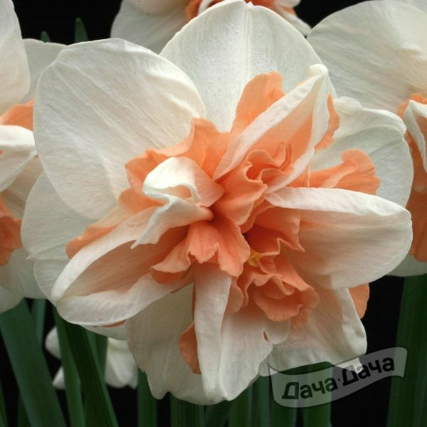 Нарцисс Делнашау