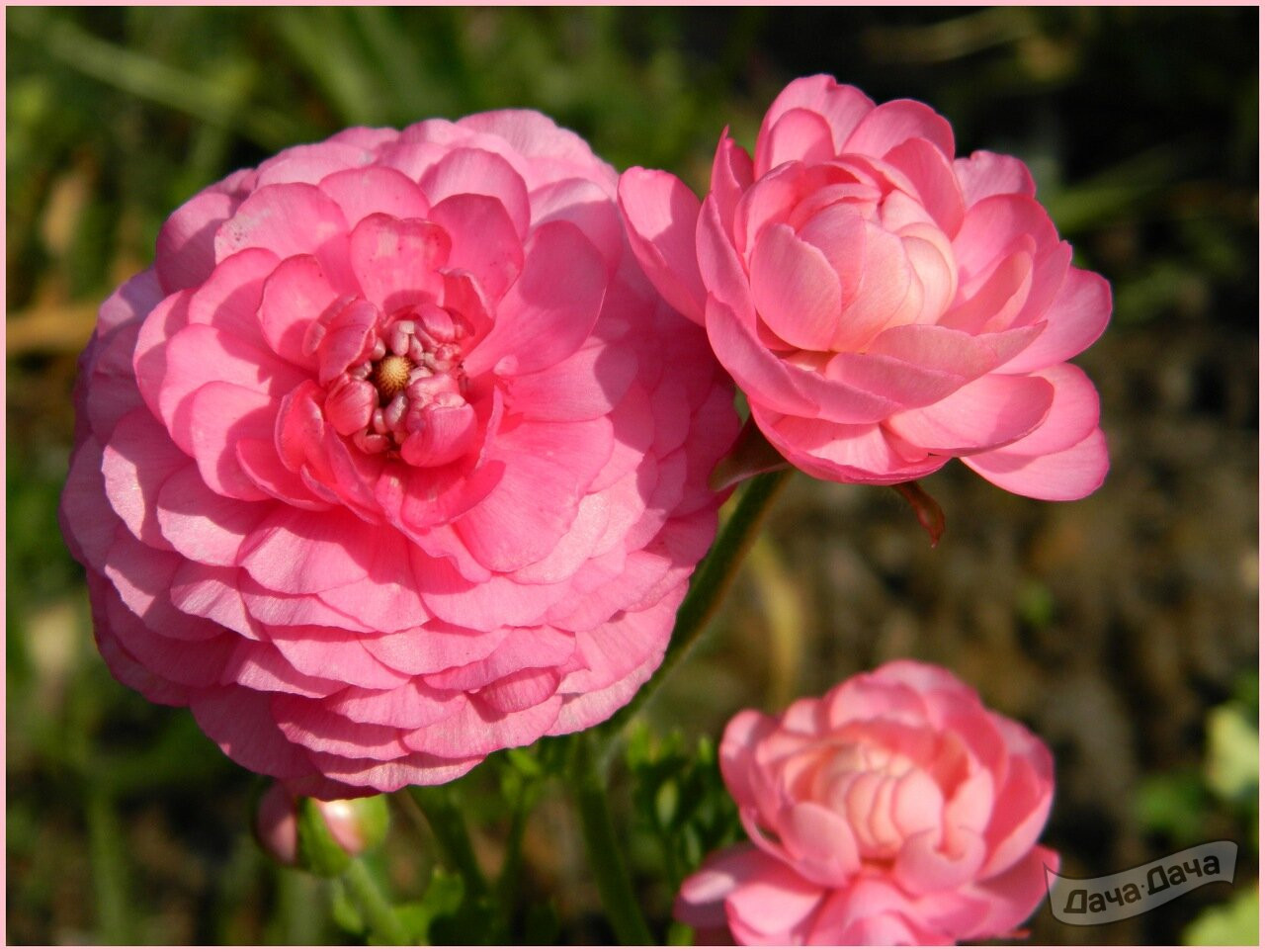 Лютик азиатский гибридный (Ranunculus asiaticus) - описание сорта, фото,  саженцы, посадка, особенности ухода. Дачная энциклопедия.