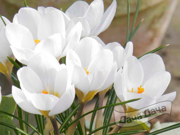 Крокус Мисс Вейн