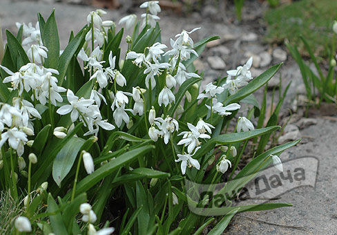 Пролеска белая