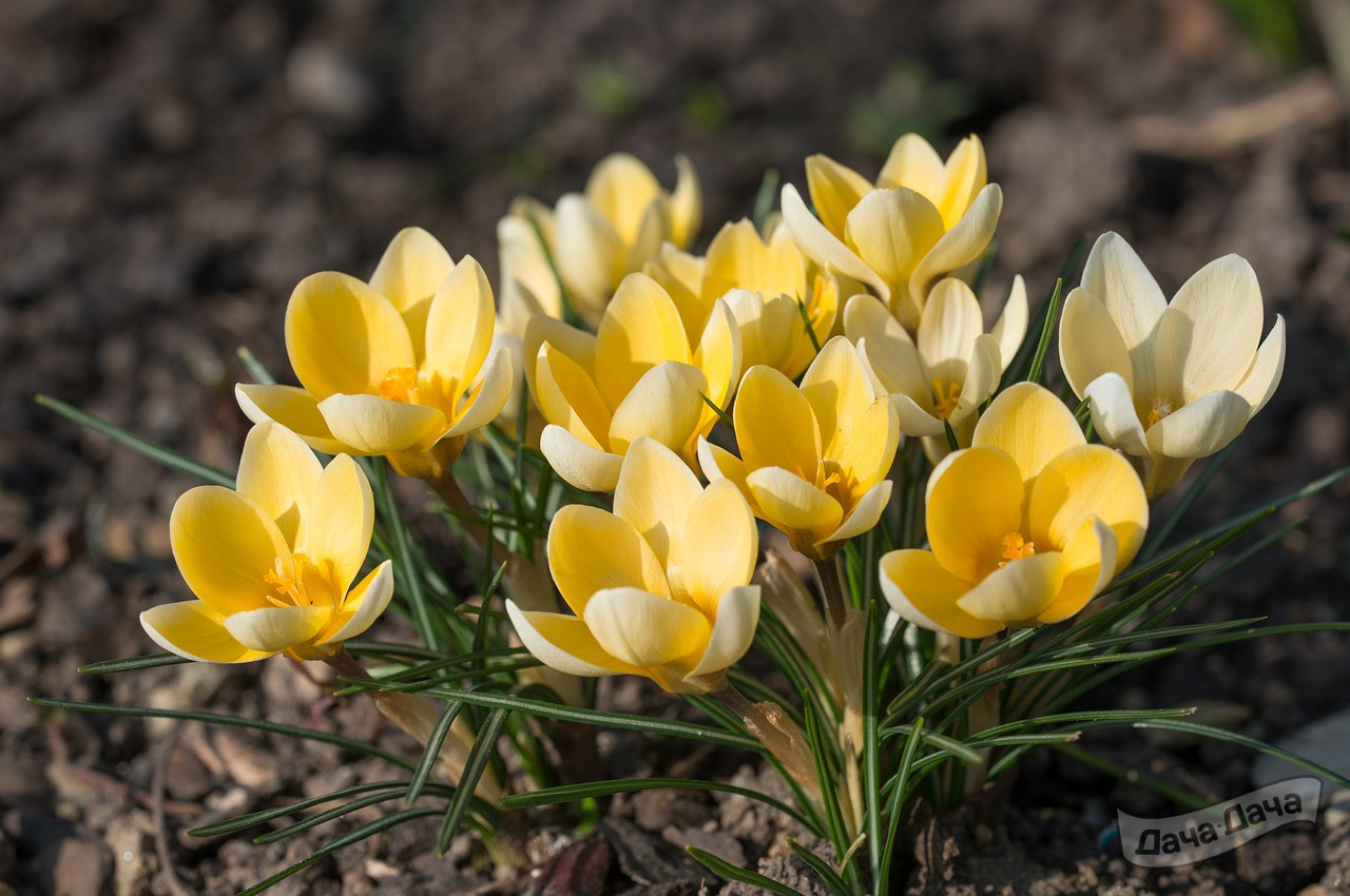 Крокус Романс