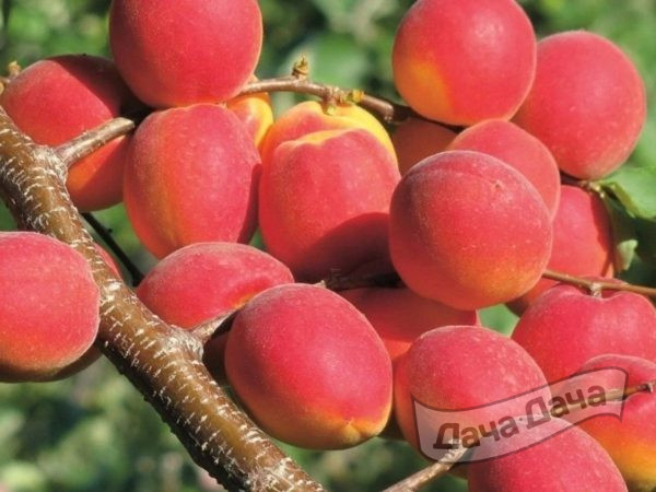Как вырастить абрикос на даче  