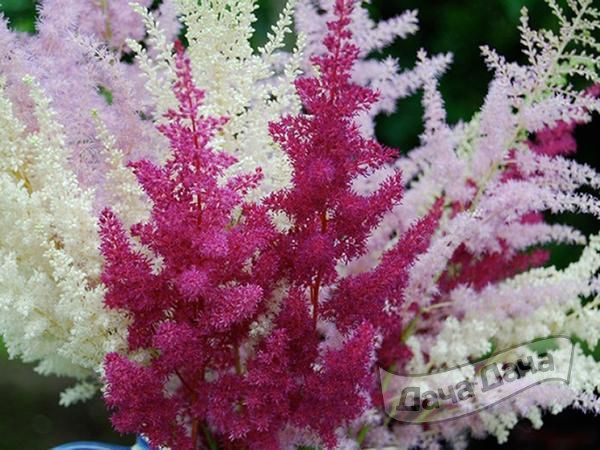 Астильба - ажурный кустарник