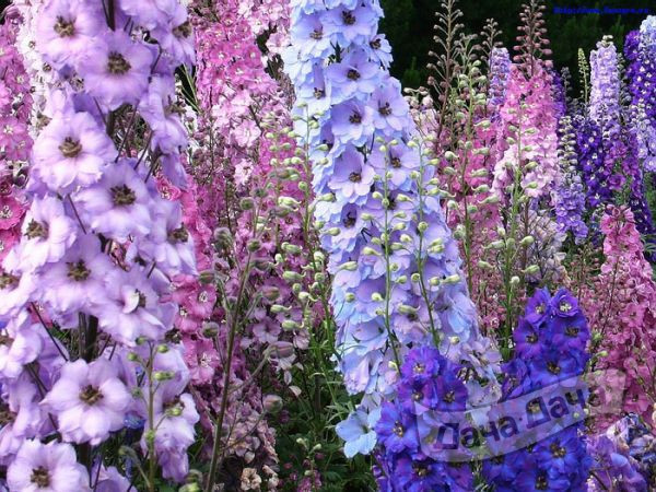 Дельфиниумы лютиковые на даче