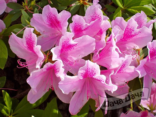 Рододендроны: продлить богатство красок  