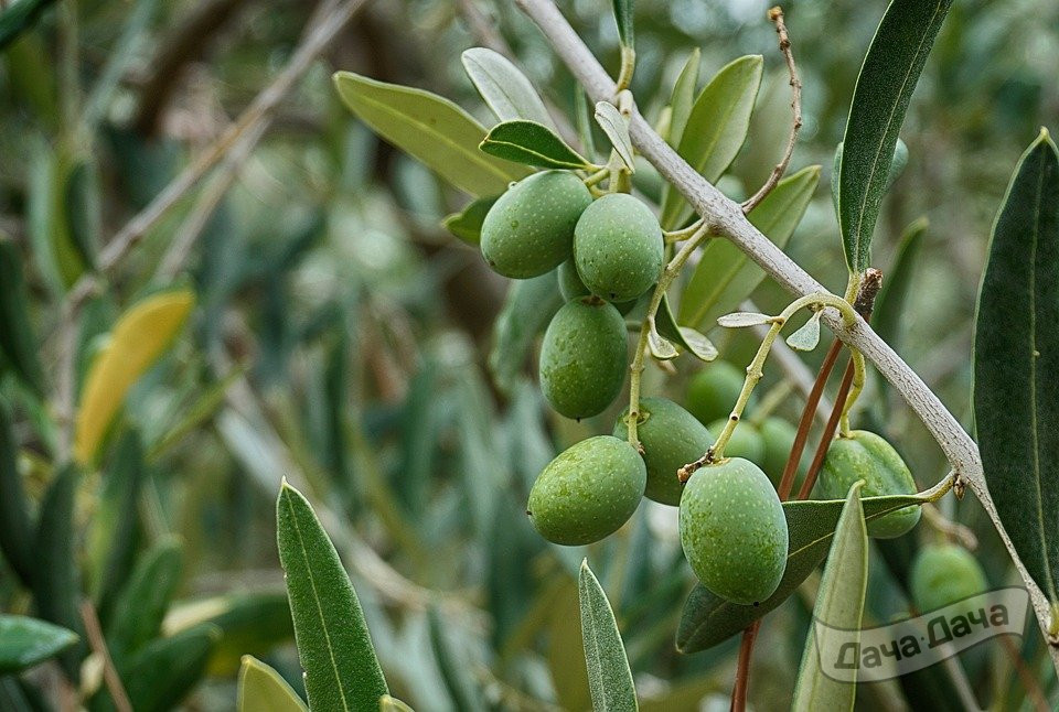 Олива европейская