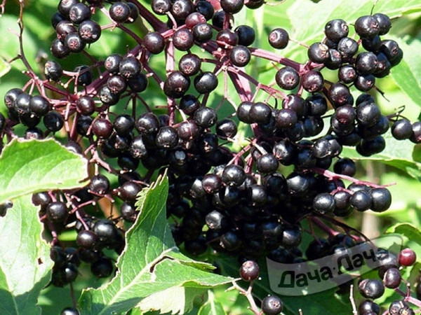 Бузина лекарственная и декоративная на даче 