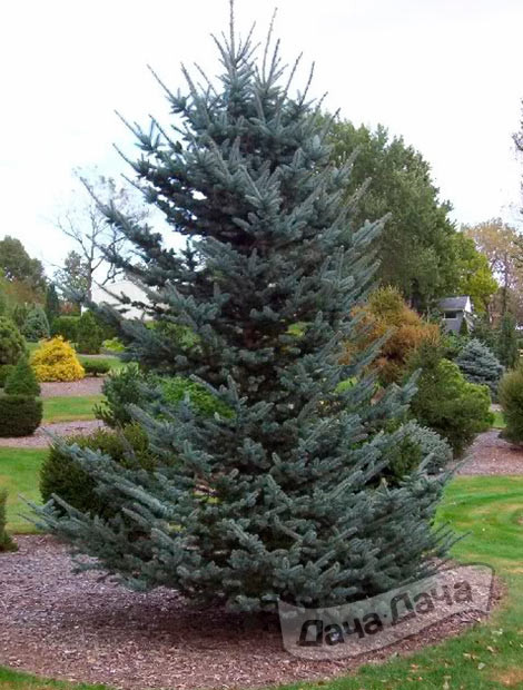 Ель колючая Изели Фокстеил