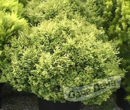 Кипарисовик горохоплодный Плюмоза Роджерси