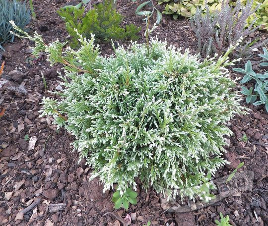 Кипарисовик горохоплодный Вайт Бьюти