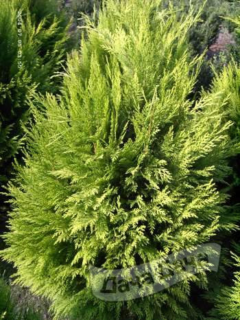 Кипарисовик лавсона Ивонн (Chamaecyparis lawsoniana Yvonne) - описание ...