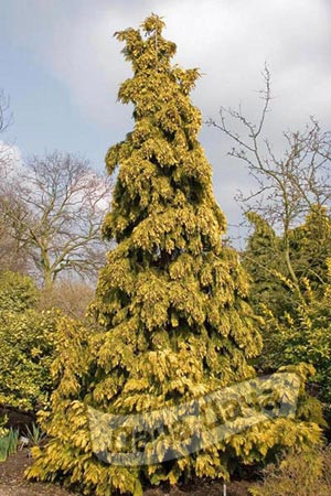 Кипарисовик нутканский Аурея