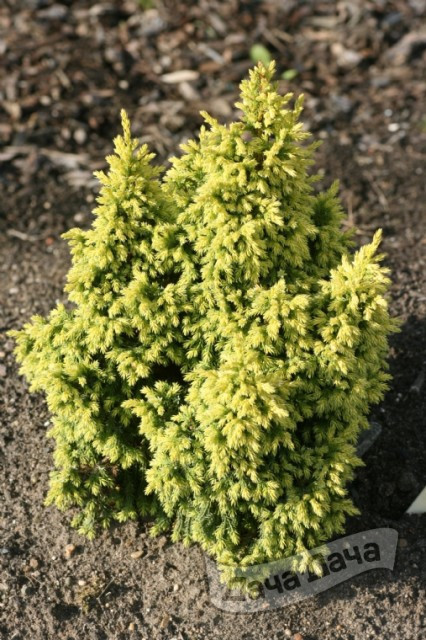 Можжевельник Пинга Хулсдонк Йеллоу