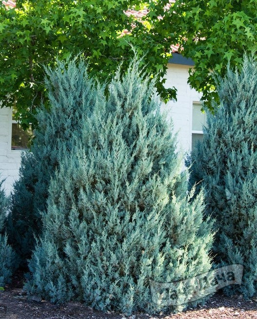 Можжевельник скальный Вичита Блю