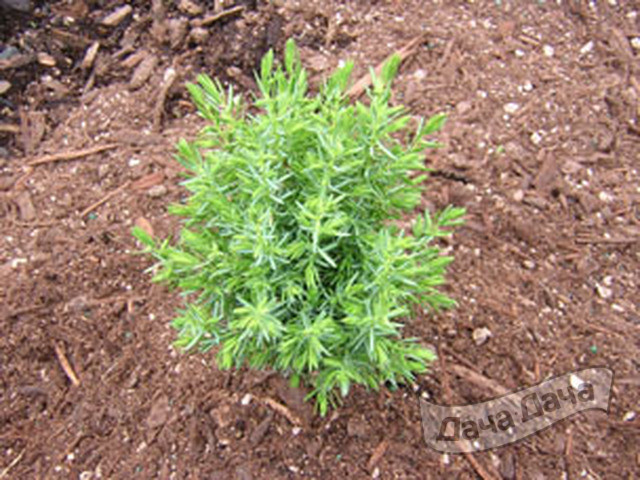 Можжевельник средний Пирамид