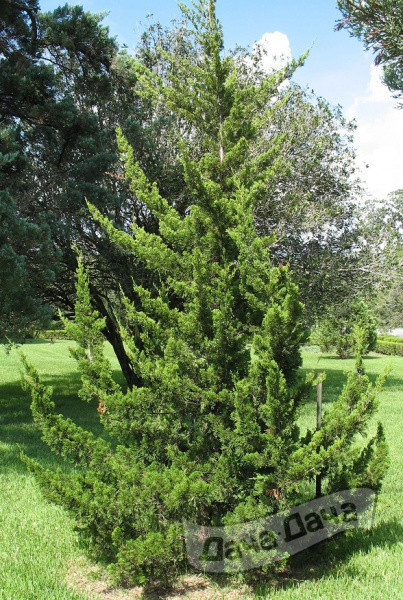 Можжевельник виргинский Канаэрти