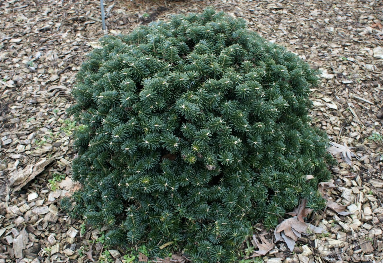Пихта корейская Дарк Хилл