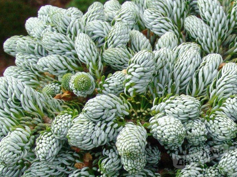 Пихта корейская Когутс Айсбрекер