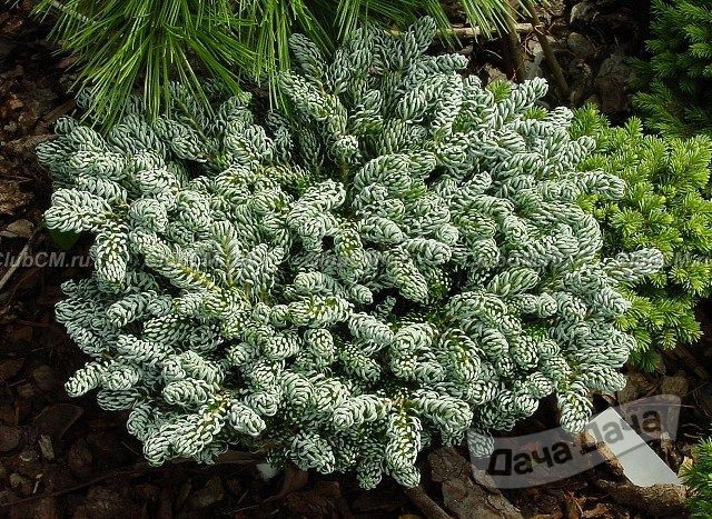 Пихта корейская Айсбрекер