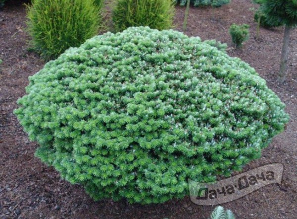 Пихта корейская Кристалкугель