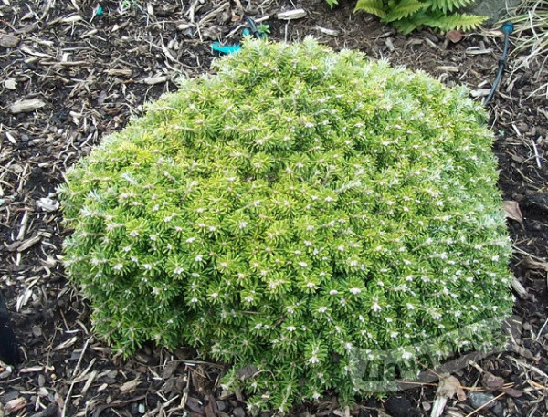 Пихта корейская Сильберкугель