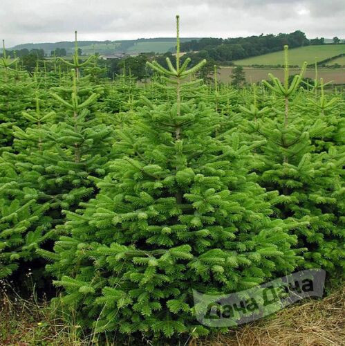 Пихта нордмана Добричовиц