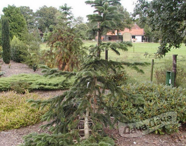 Пихта нордмана Робуста