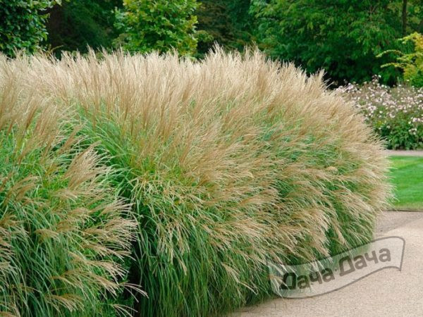 Мискантус — крупный злак на даче
