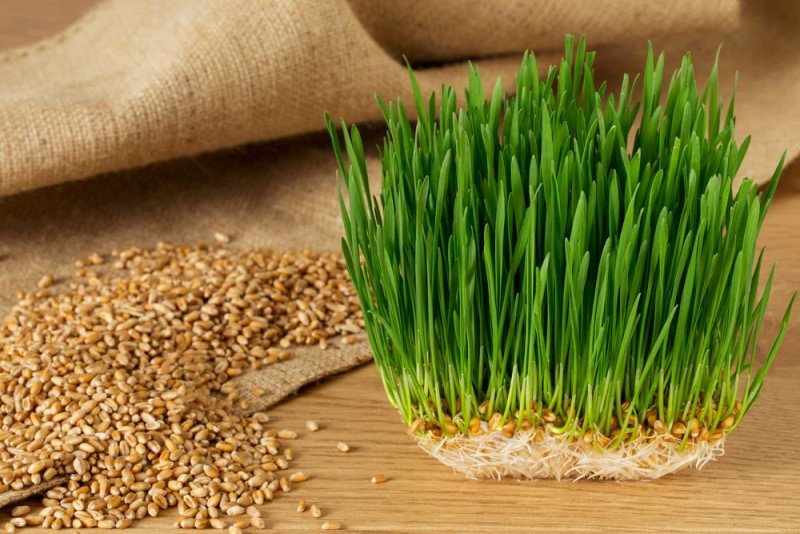 Семена Трав для животных