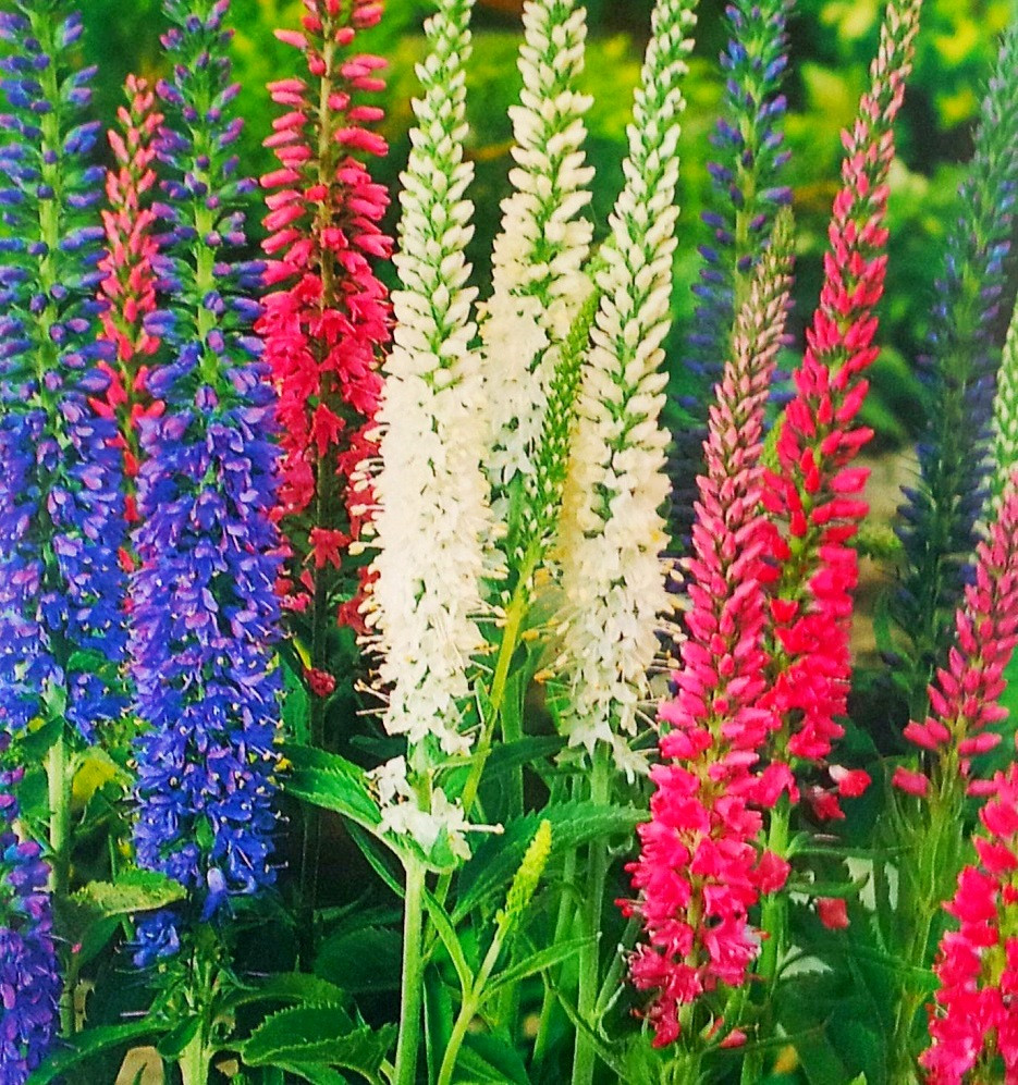 Семена многолетних цветов